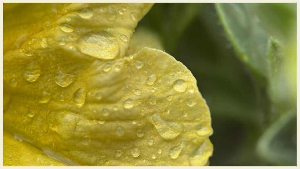 Gelbes Blatt mit Wassertropfen